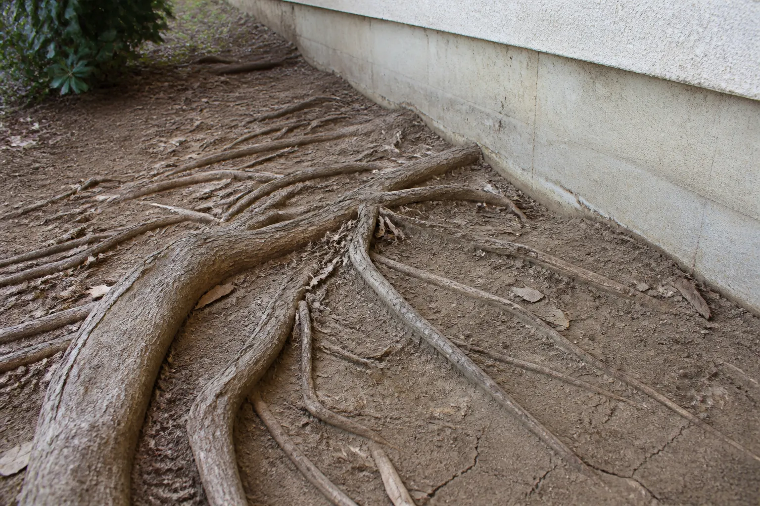Racines d'arbre affleurant près de la fondation d'une maison