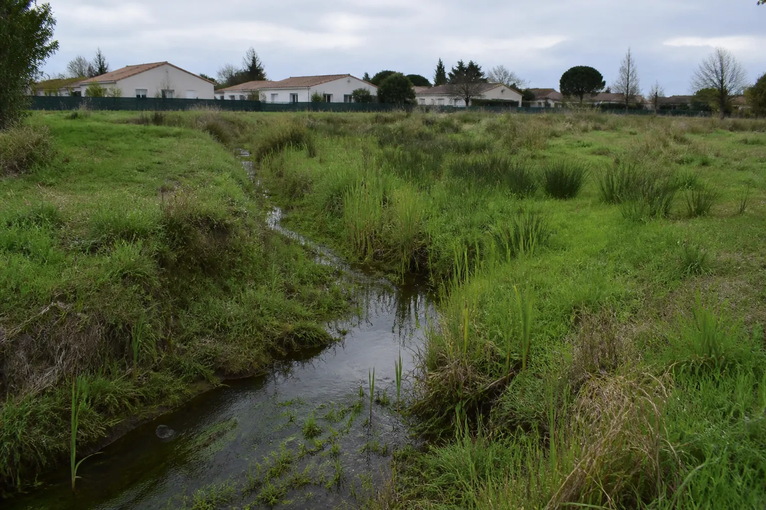 Fossé et prairie humide en bordure de quartier résidentiel
