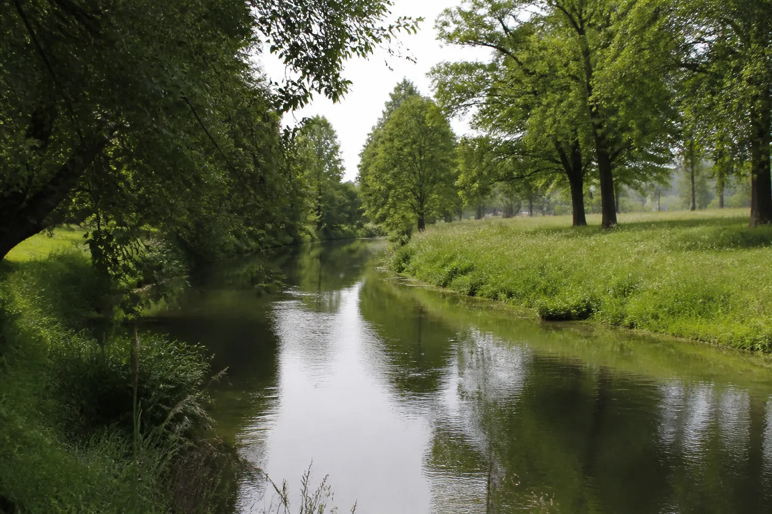 Petite rivière bordée d’arbres en zone périurbaine