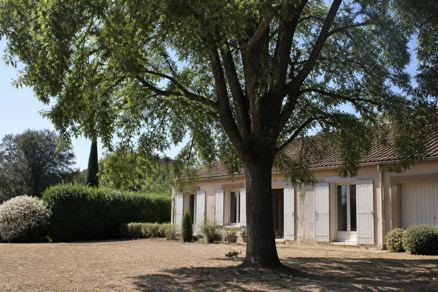 Grand arbre proche de la façade d’une maison