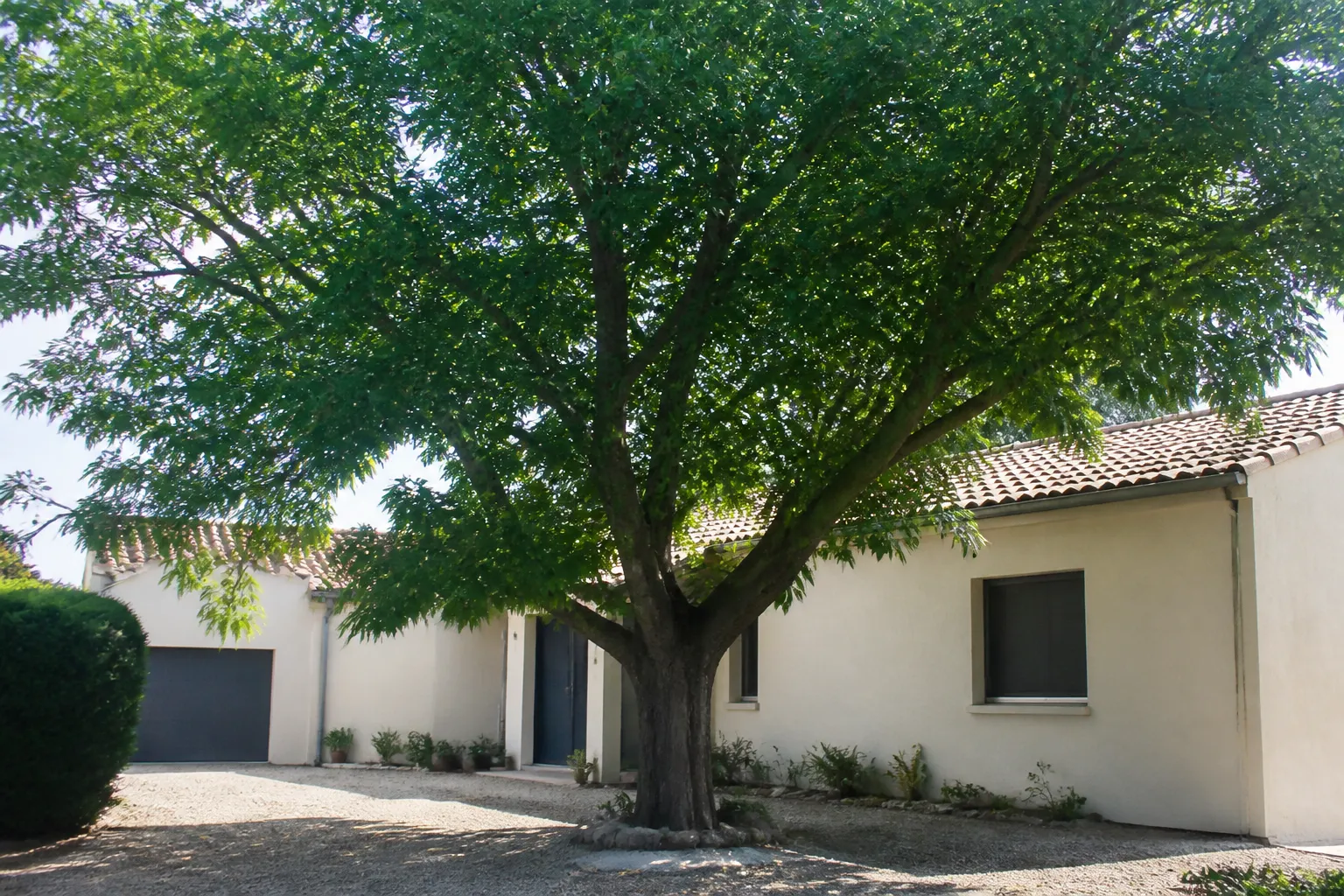 Grand arbre planté près de la façade d’une maison individuelle