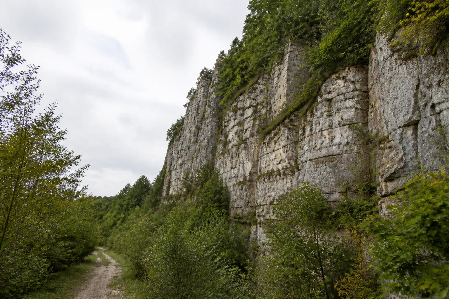 Ancien front de carrière calcaire envahi par la végétation