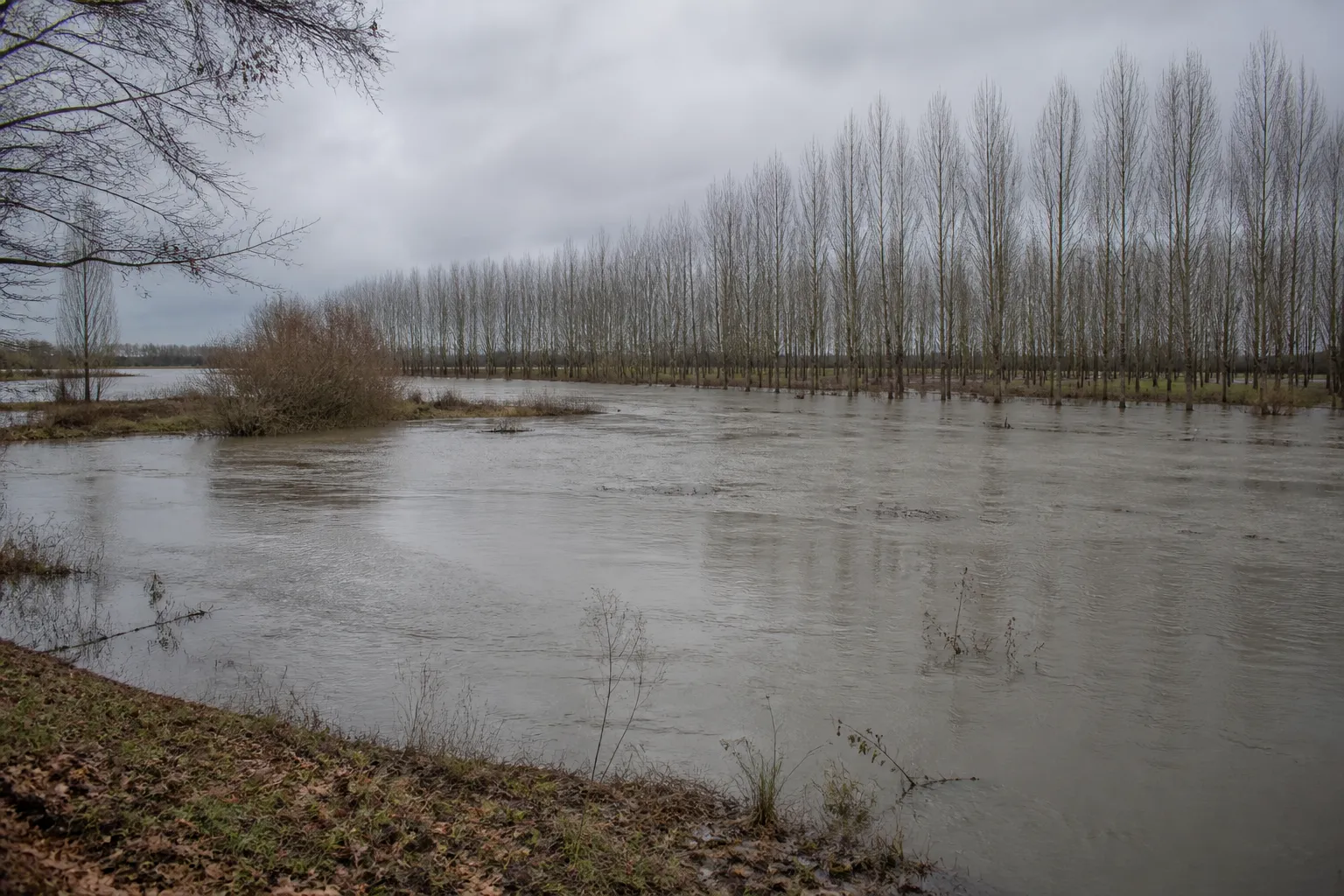 Rivière lente en crue dans une plaine bordée de peupliers