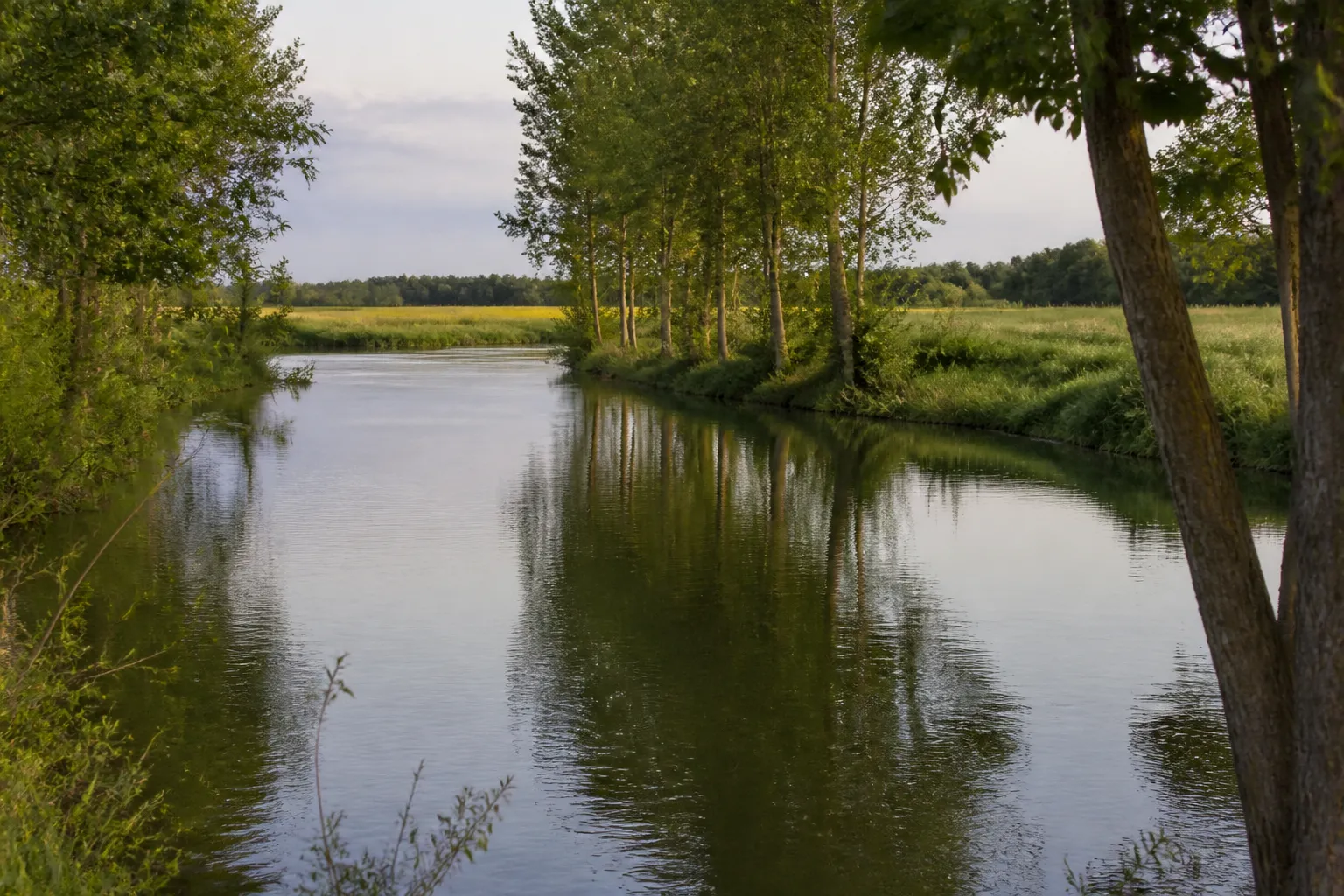 Rivière calme bordée d’arbres en plaine