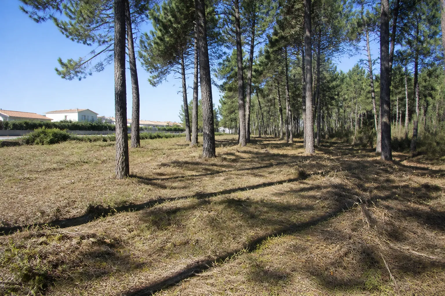 Lisière de forêt de pins proche d’habitations