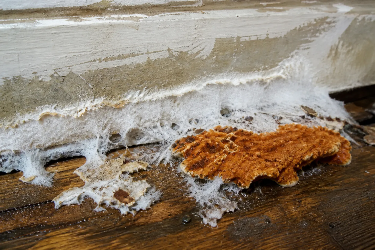 Champignon lignivore se développant sur un plancher en bois humide