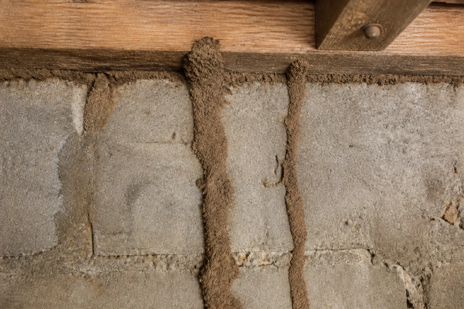 Cordons de termites sur un mur de soubassement